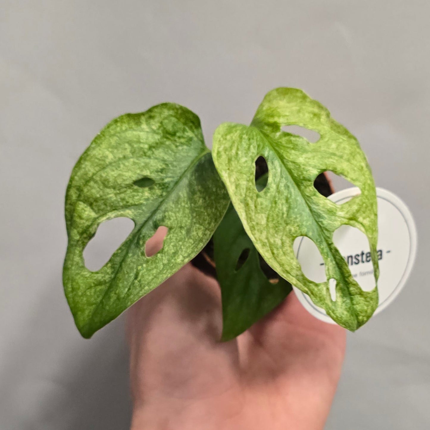 Mini - Monstera Adansonii Mint