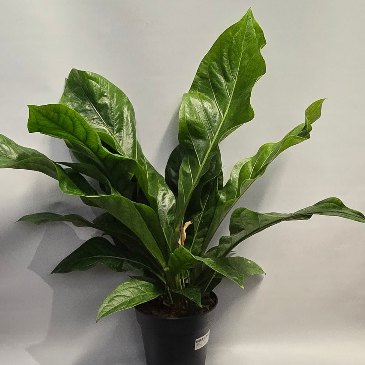 XL Anthurium Ellipticum Jungle Bush