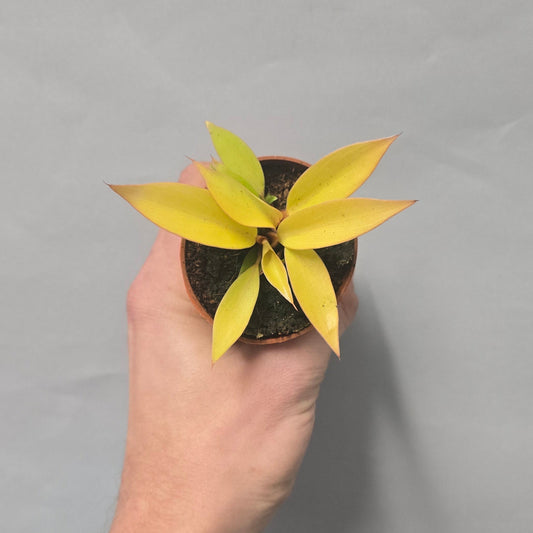 Mini - Philodendron Prince of orange