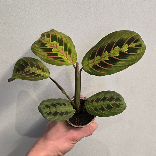 Mini - Maranta Red stripe Prayer plant
