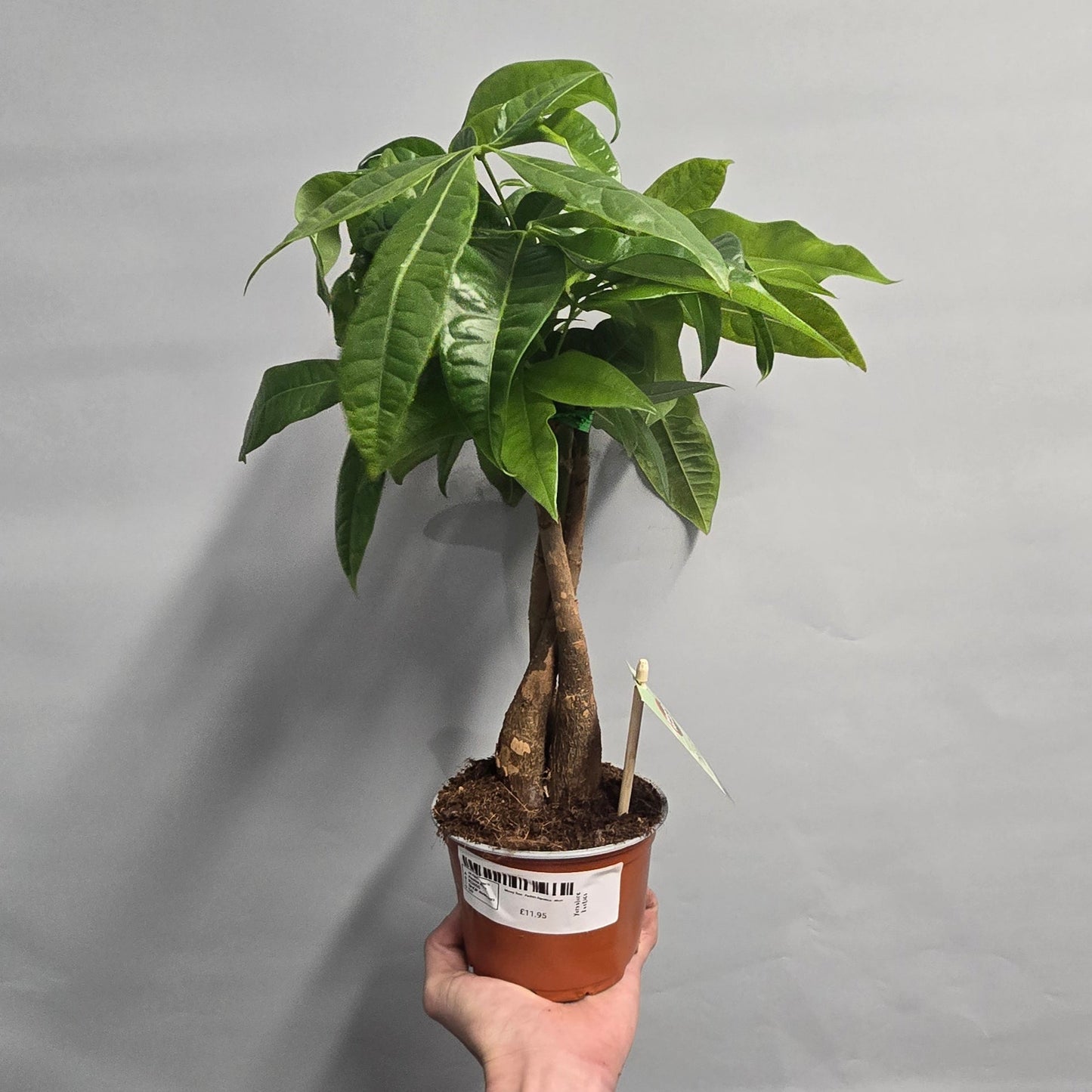 Money Tree - Pachira Aquatica - 40cm