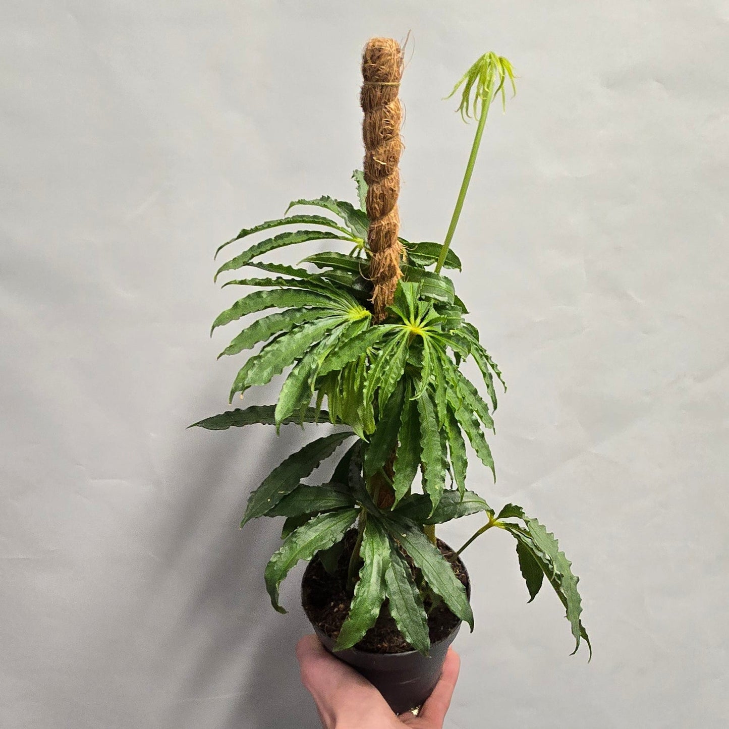 Anthurium Polyschistum