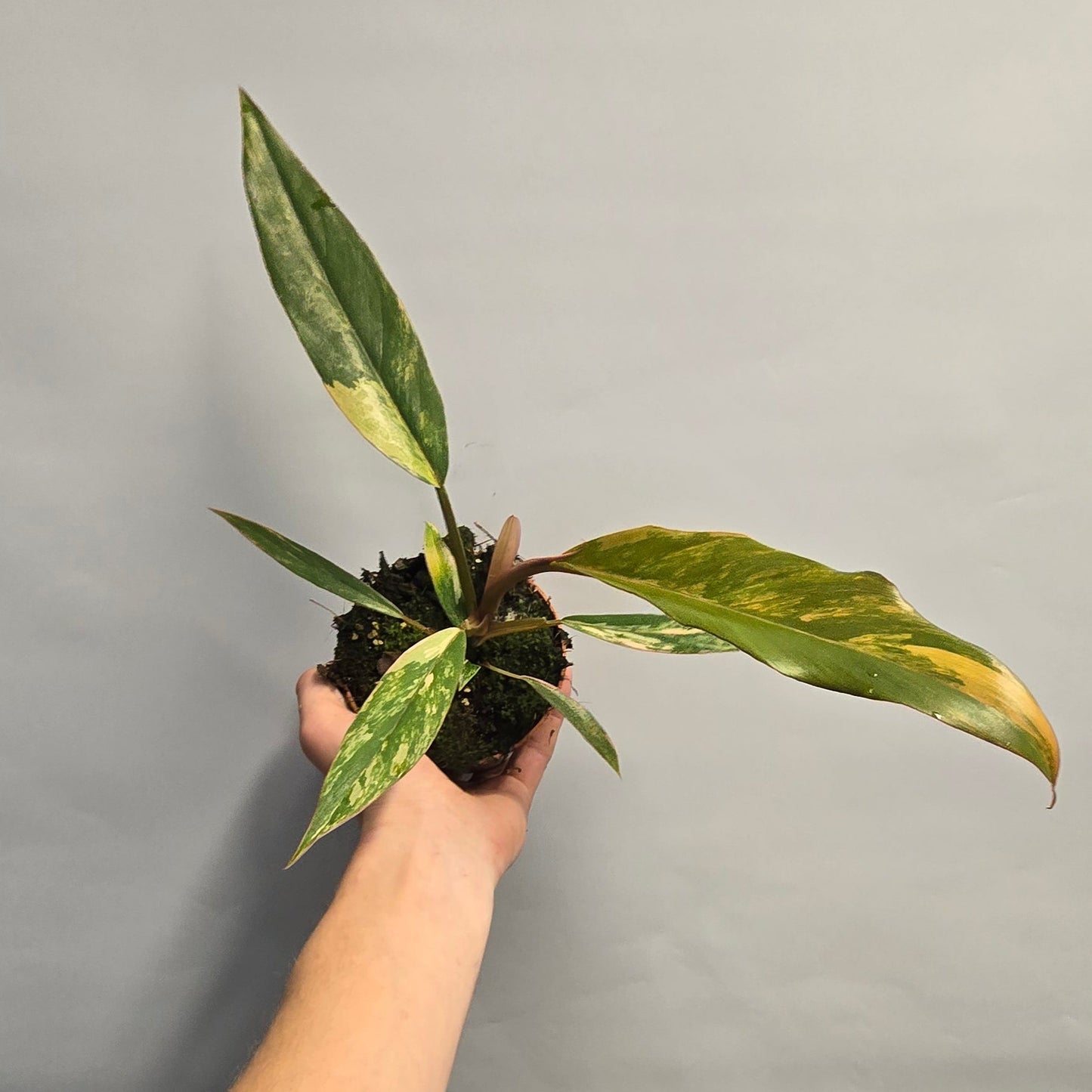 Philodendron Caramel Marble