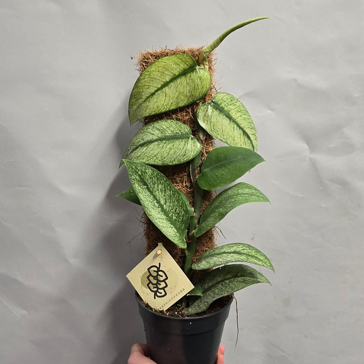 Rhaphidophora Hongkongensis Variegated