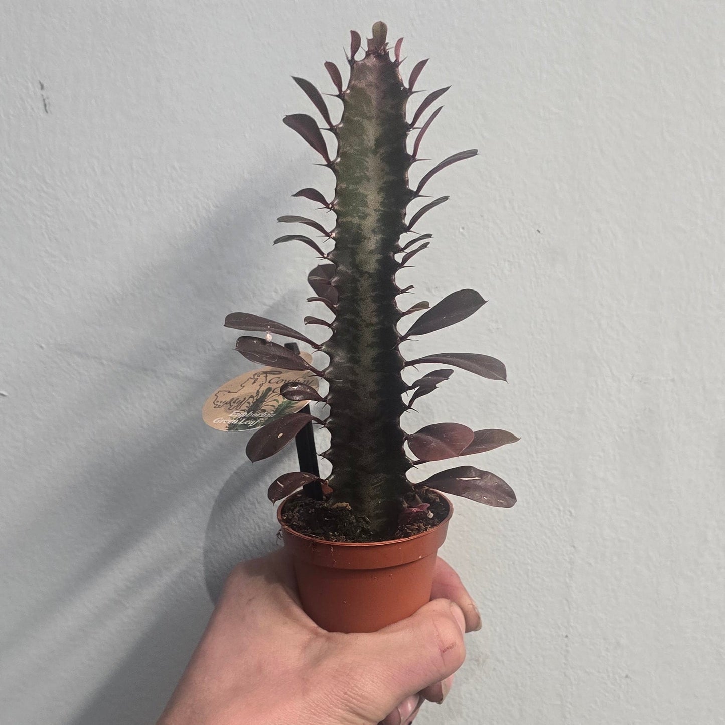Mini Euphorbia Cactus - Varities