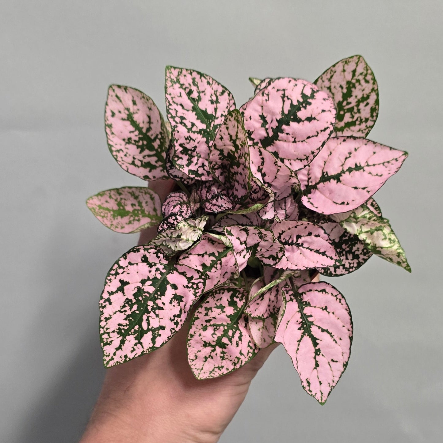 Polka Dot Plants Hypoestes - Mix