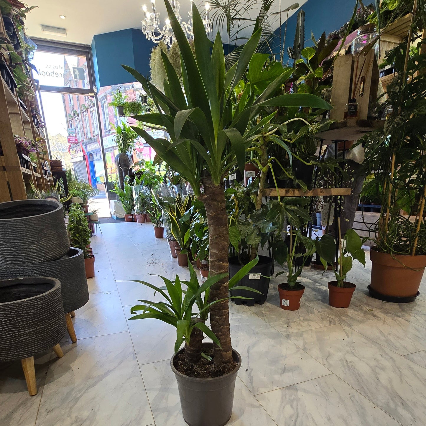 Large Yucca Elephantipes - 95cm