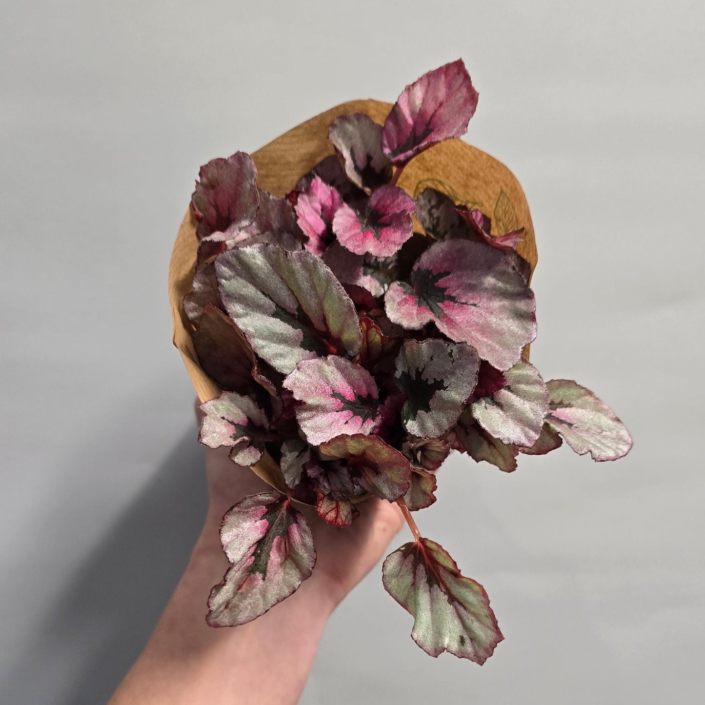 Small Begonia - "rex" - Mixed Varieties