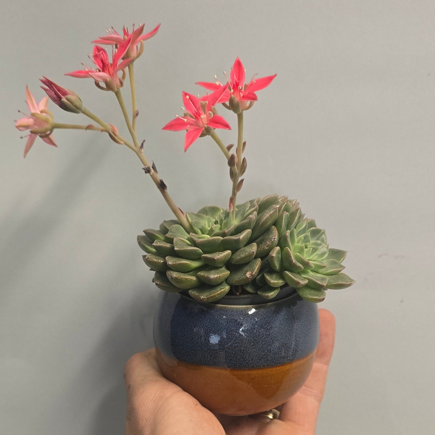 Graptopetalum Tacitus - Pink Flower & Pot
