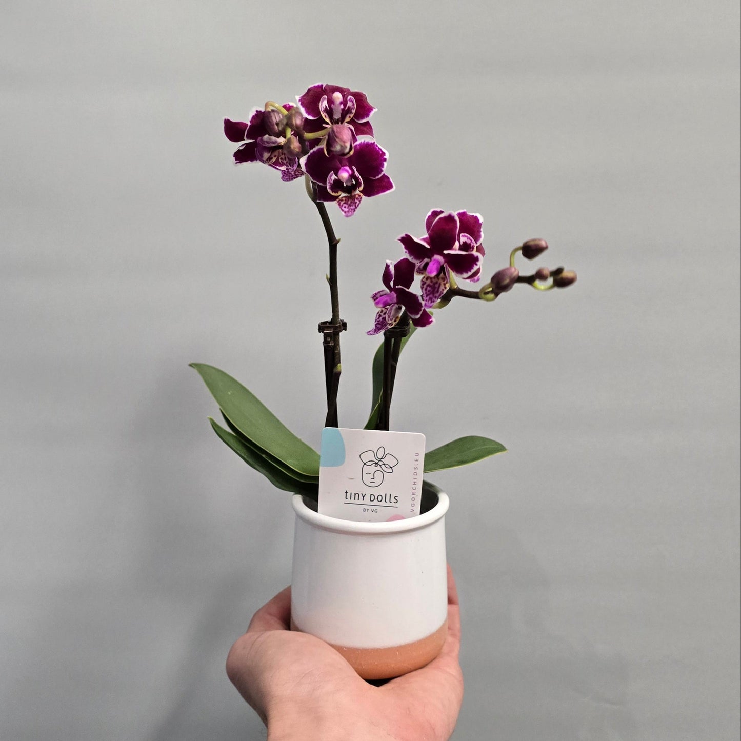 Small Moth Orchids - Double Stems & Ceramic Pot