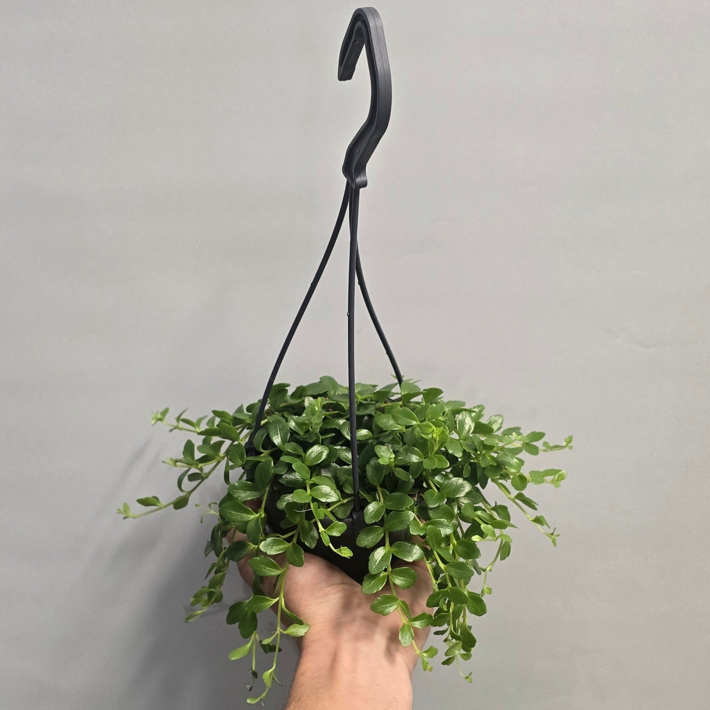 Hanging - Kalanchoe Manginii
