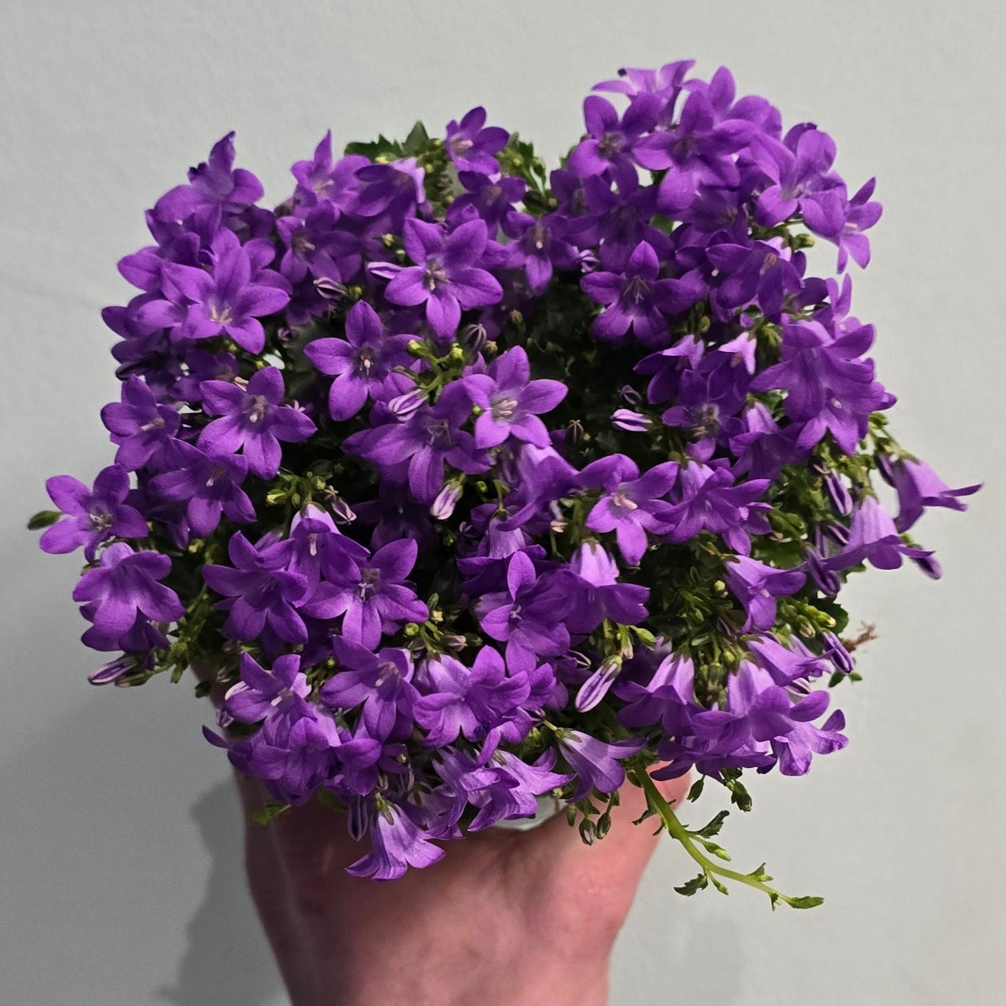 Campanula - Bellflower