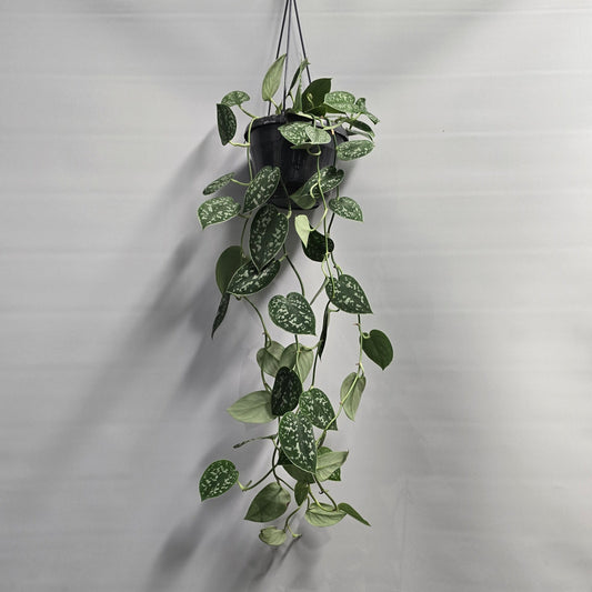 Hanging - Silver Satin Pothos Argyraeus