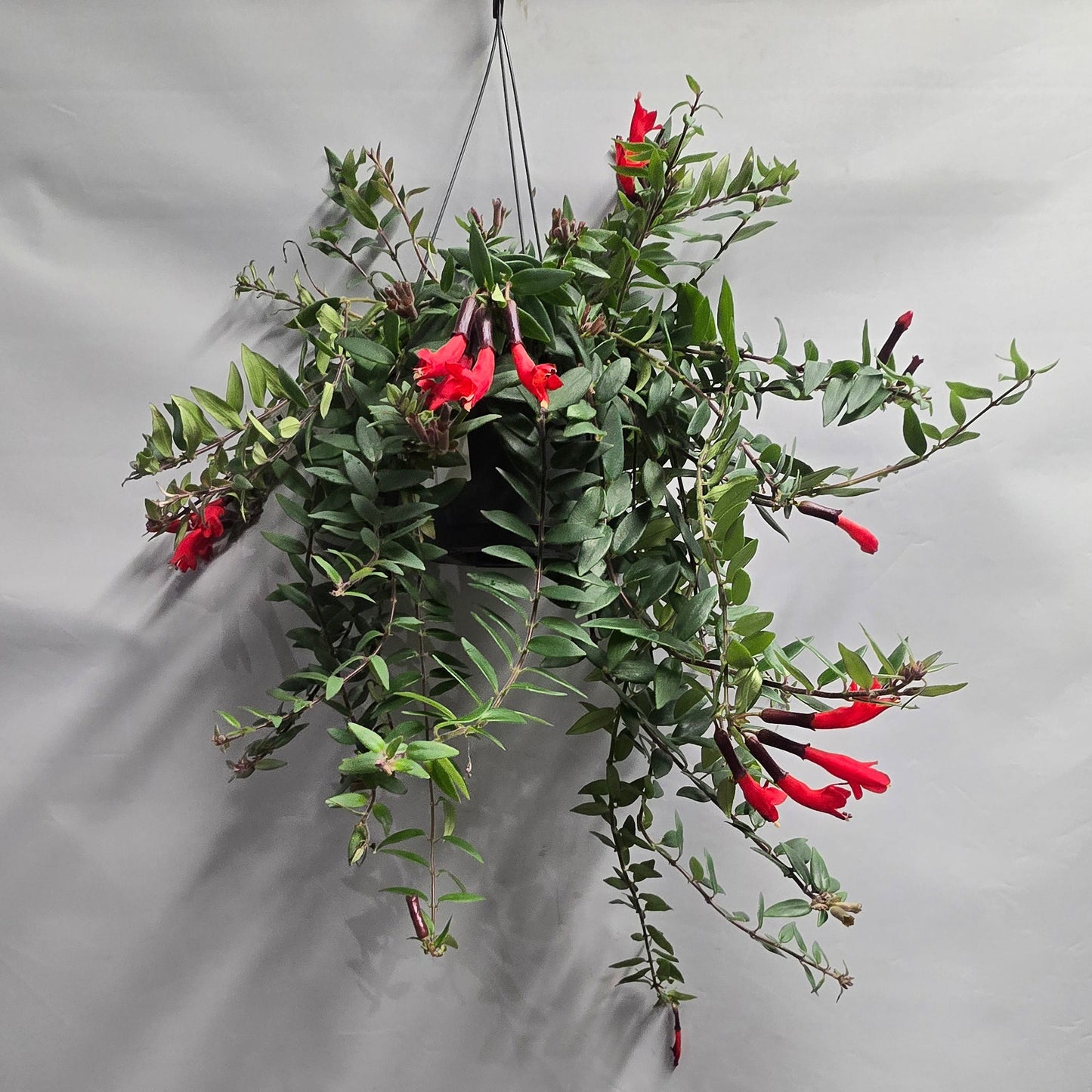 Hanging Lipstick Plant - Aeschynanthus Caroline
