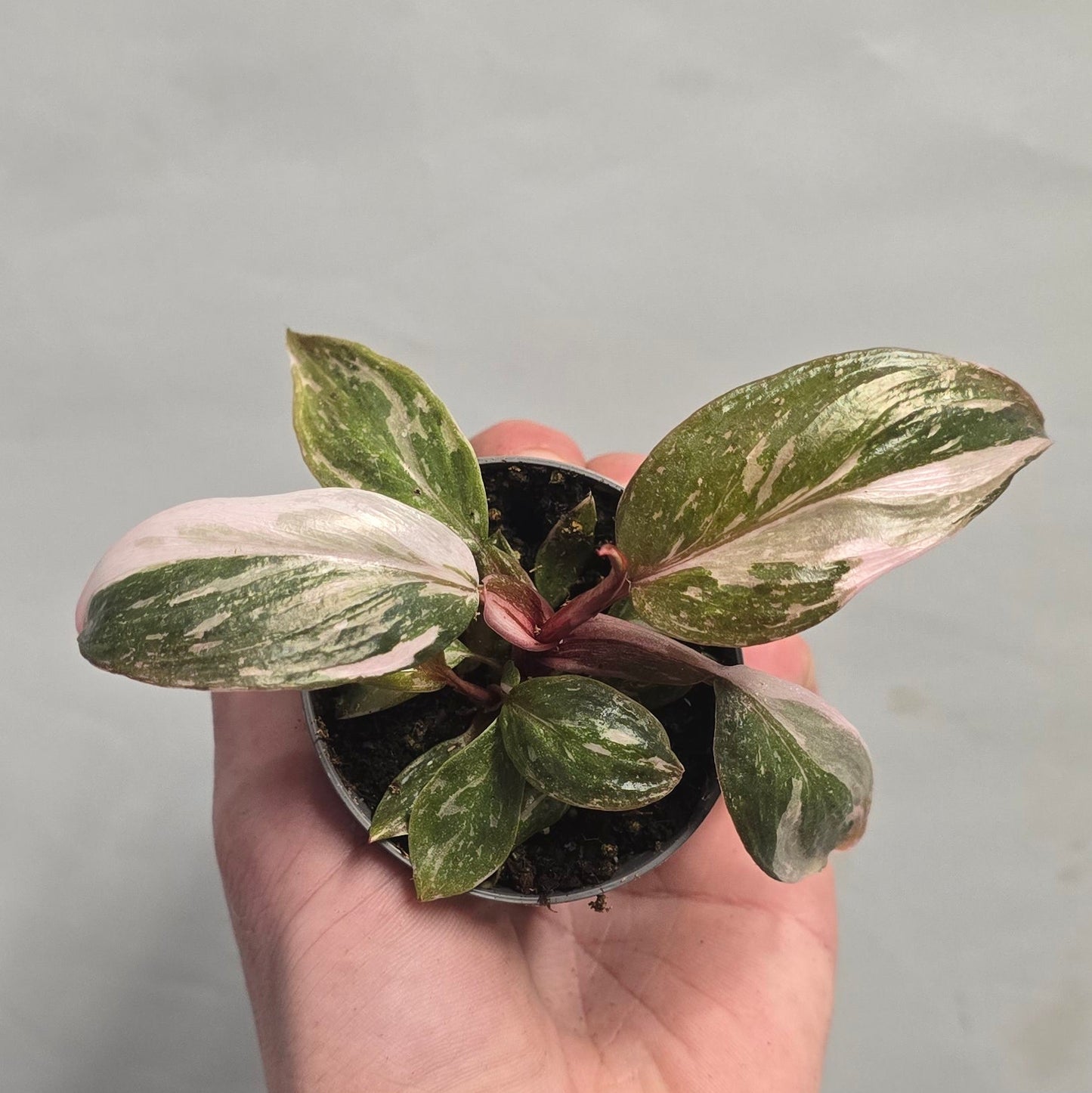 Mini - Philodendron Pink Princess Marble