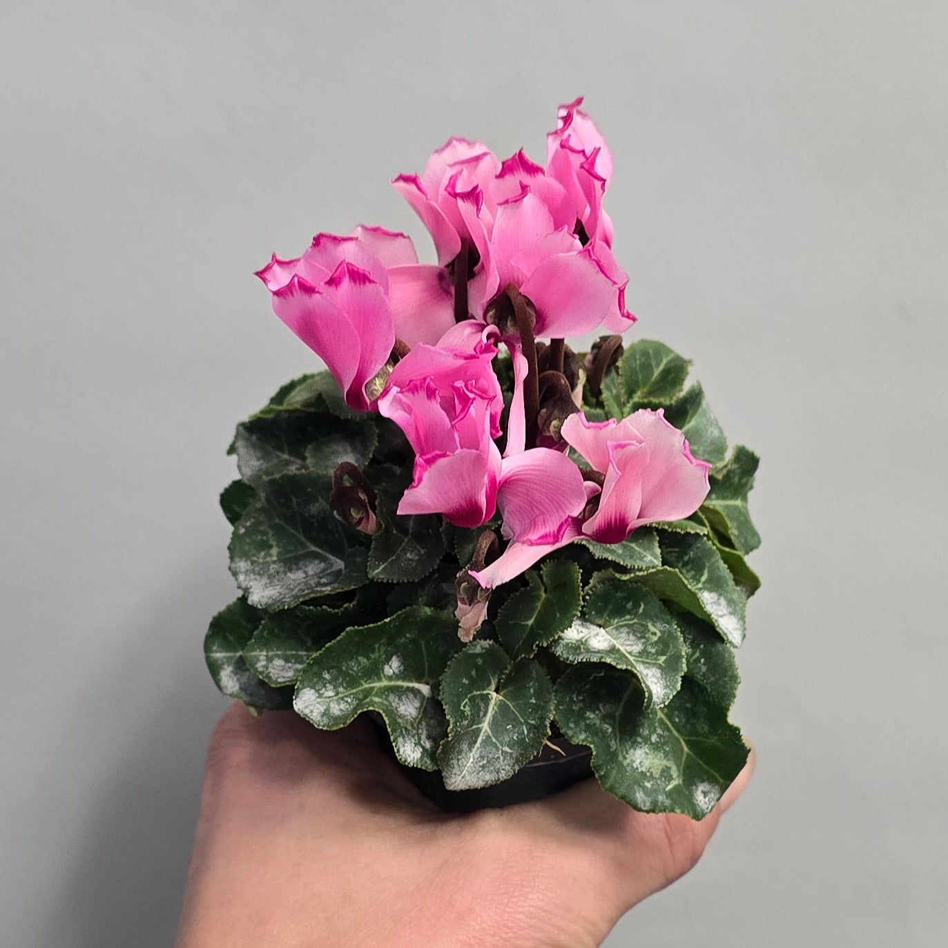 Mini - Pink Cyclamen Victoria