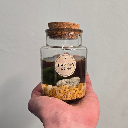 Mini - Marimo Moss Ball - In Glass Jar