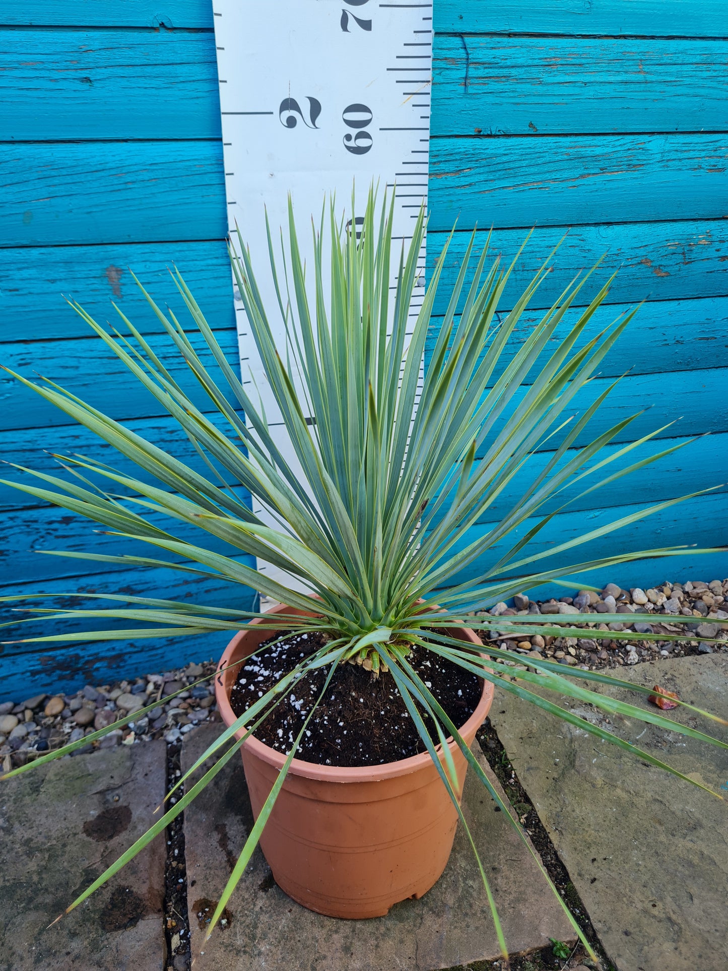 Yucca Thompsoniana