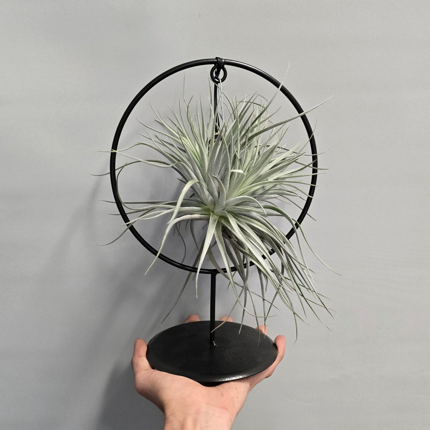 Tillandsia In Ring Stand