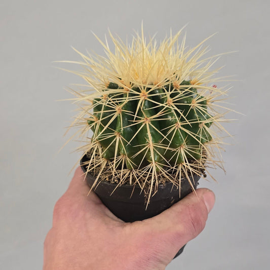 Golden Barrel Cactus