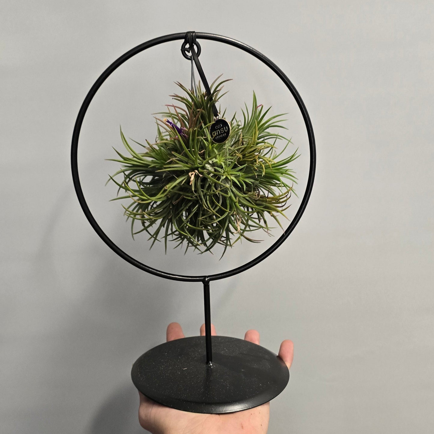 Tillandsia In Ring Stand