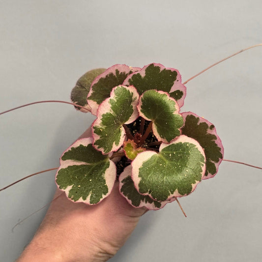 Mini - Strawberry Begonia Saxifraga Stolonifera Tricolour