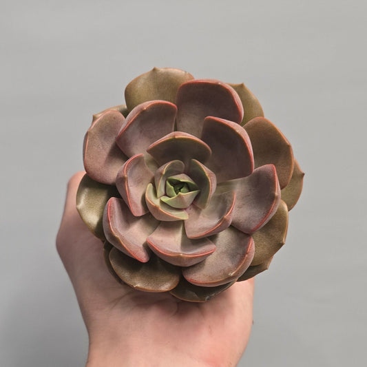 Small - Echeveria Mina