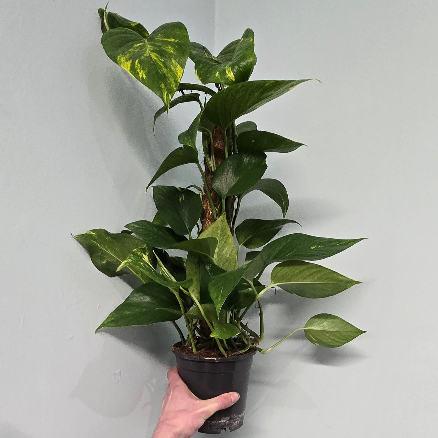 Devil's Ivy - Pole 50-60cm