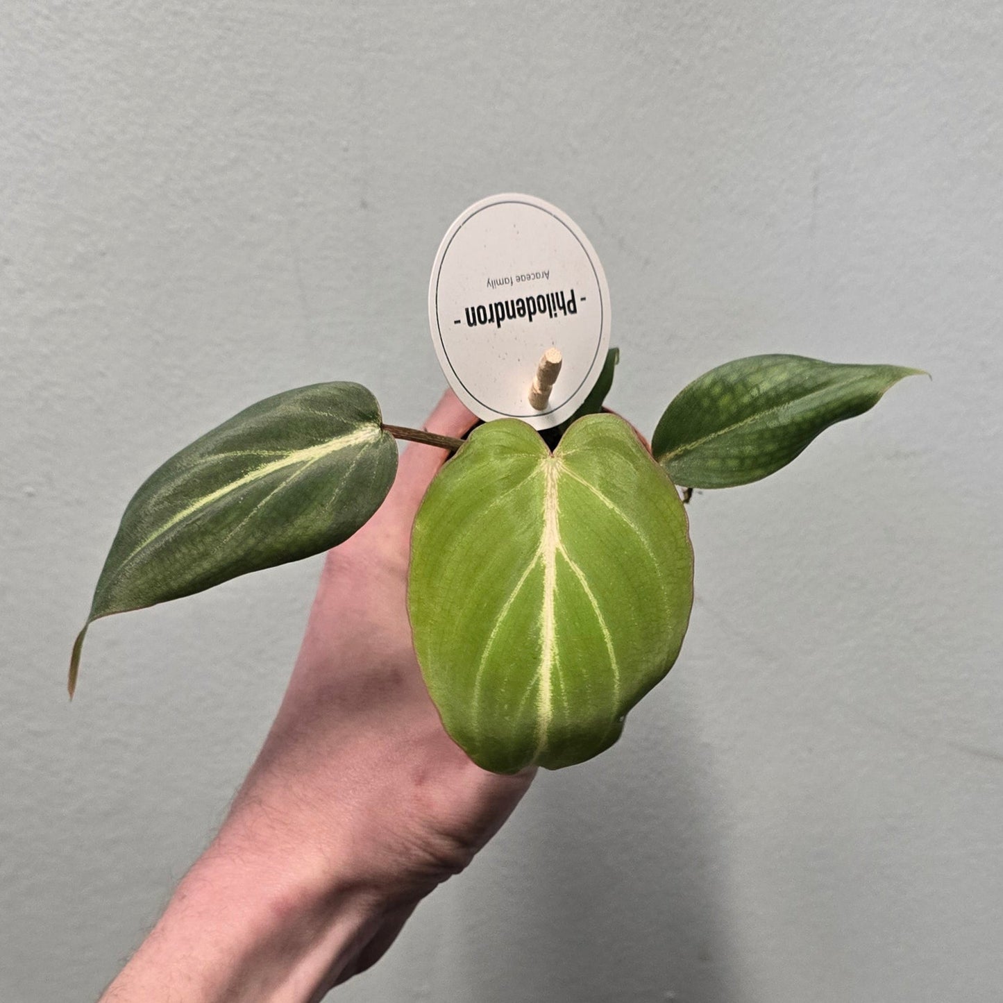 Mini Philodendron Gloriosum