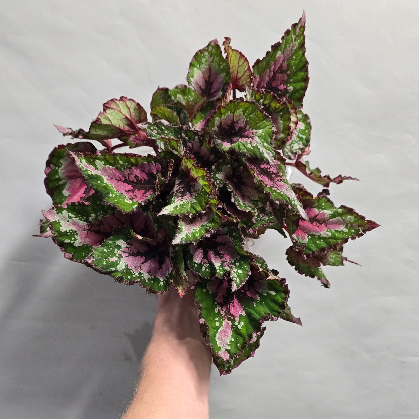 Begonia  - "rex" - Mixed Varieties