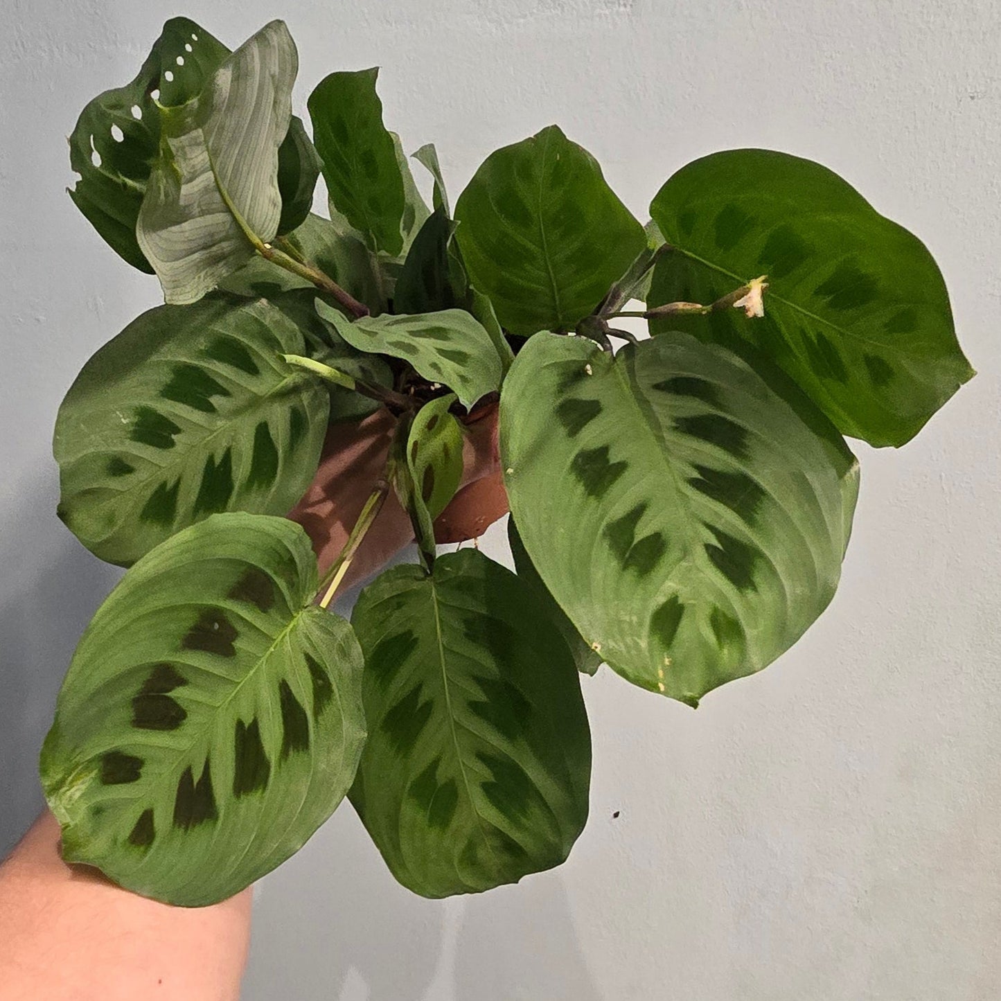 Maranta - Rabbits Foot