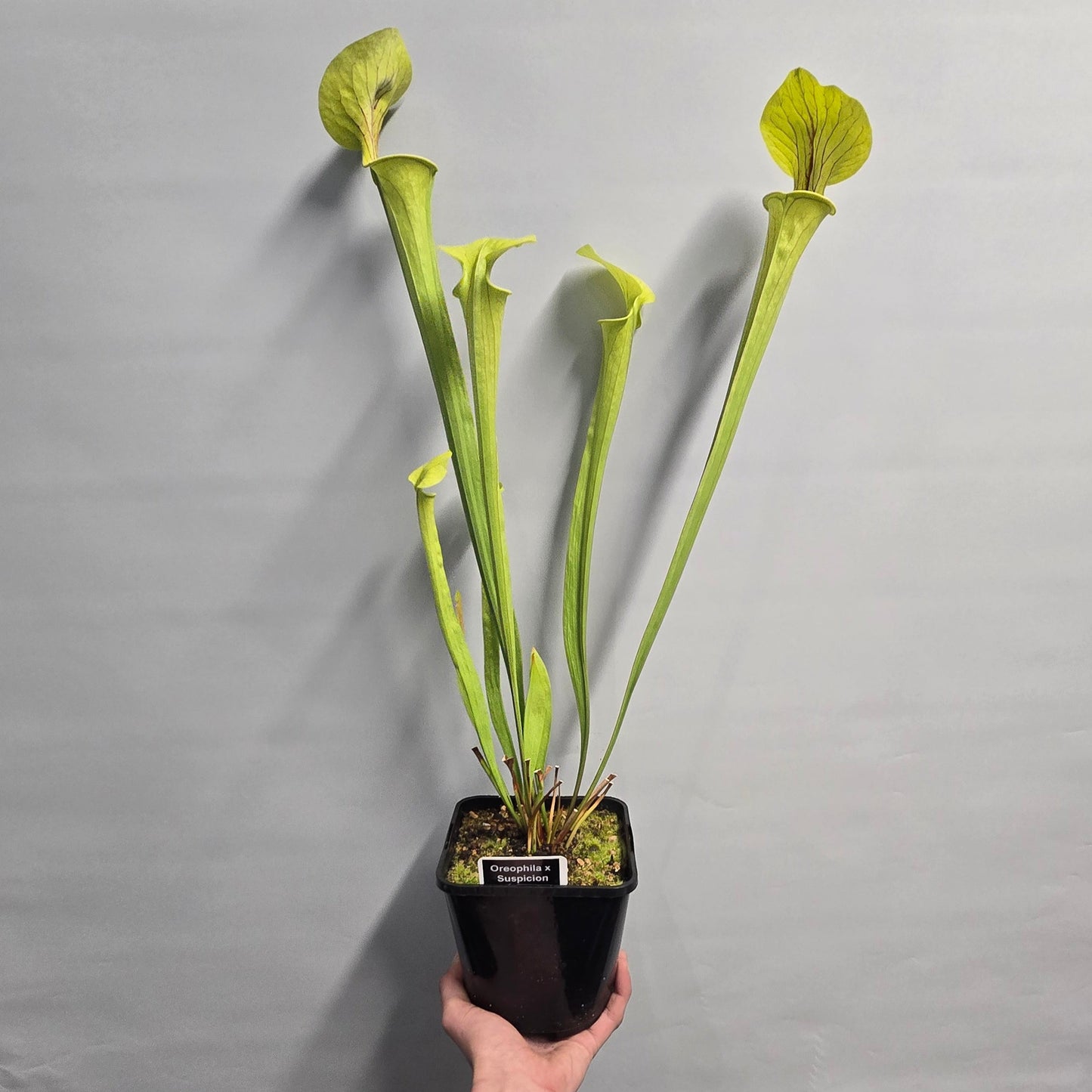Pitcher Plants - Mixed Options - 60cm
