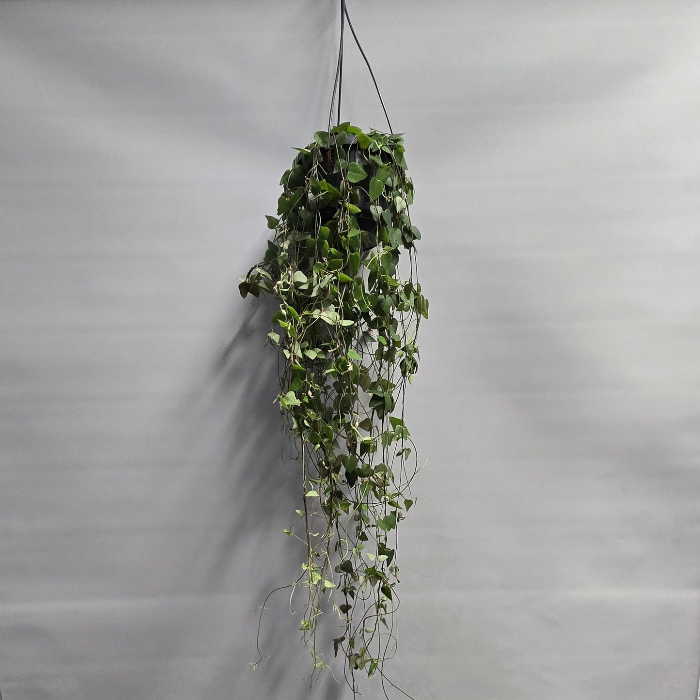 Hanging Ceropegia Linearis Remy - String Of Hearts