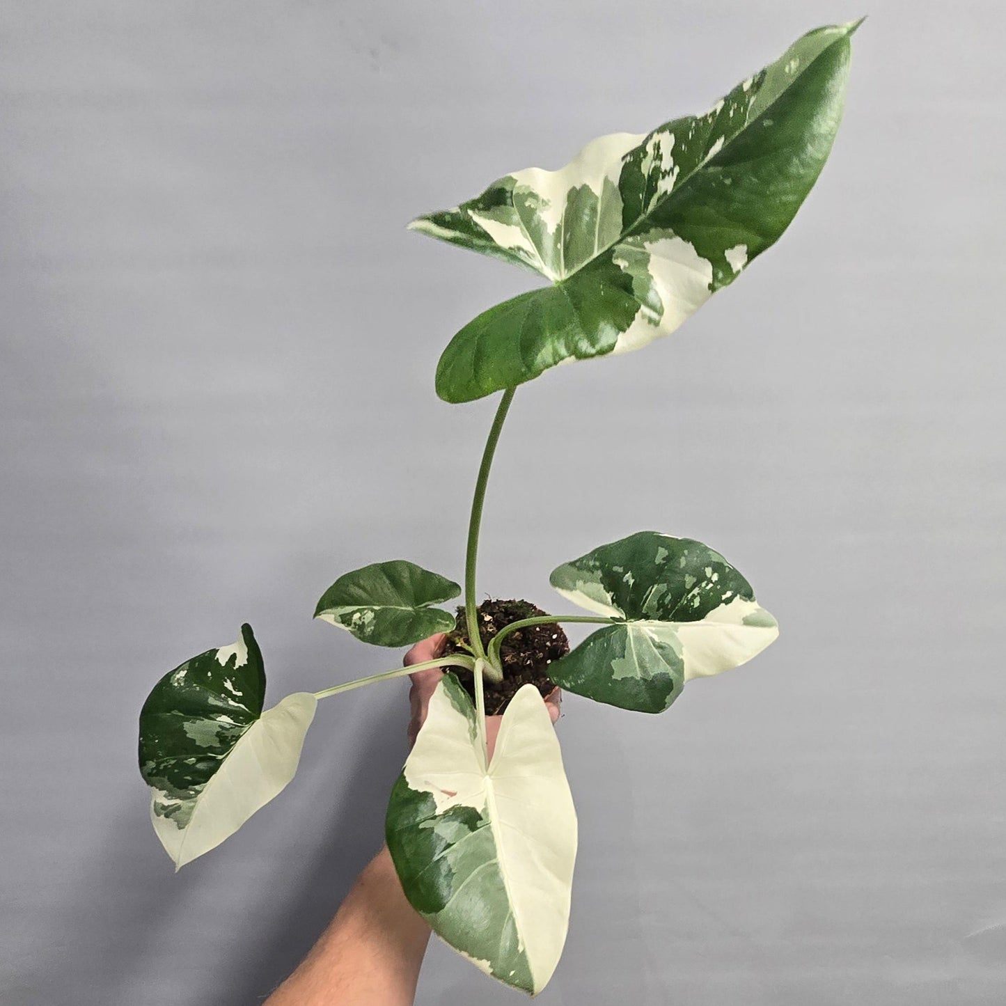Alocasia Macrorrhiza Variegata