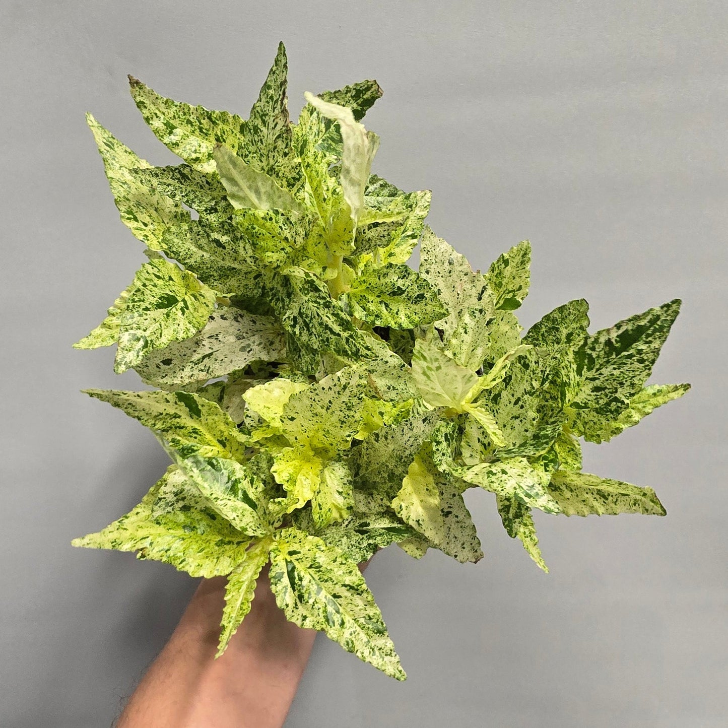 Pellionia Repens Variegated