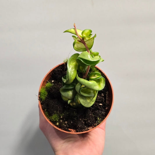 Hoya Compacta Mauna Loa