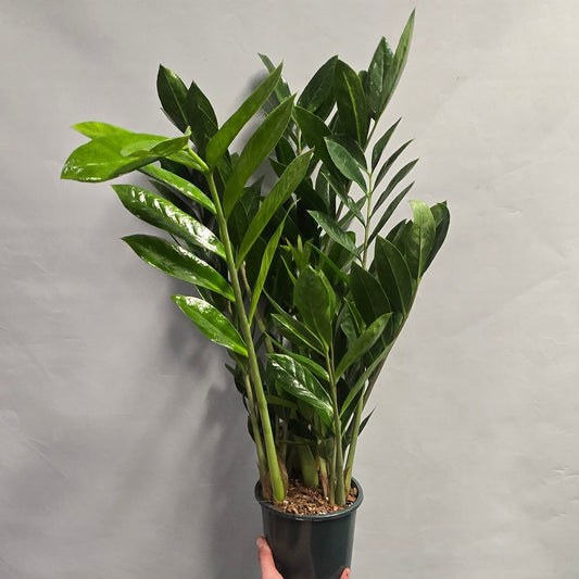 ZZ - Zamioculcas Zamifolia - 17cm Pot
