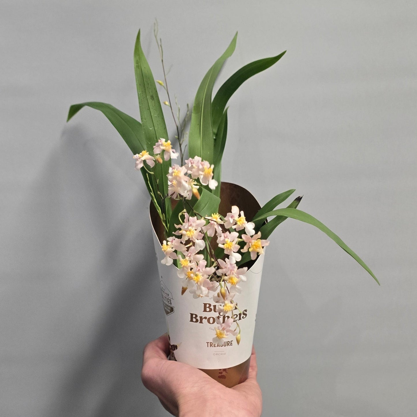 Orchid – Scented Oncidiumaby Pink