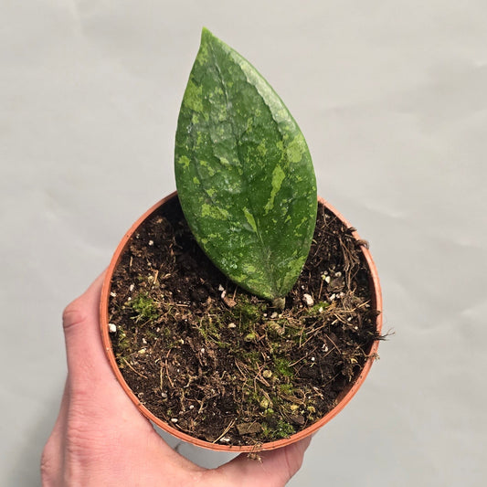 Hoya Aff Vitellina - Golden Bloom Hoya
