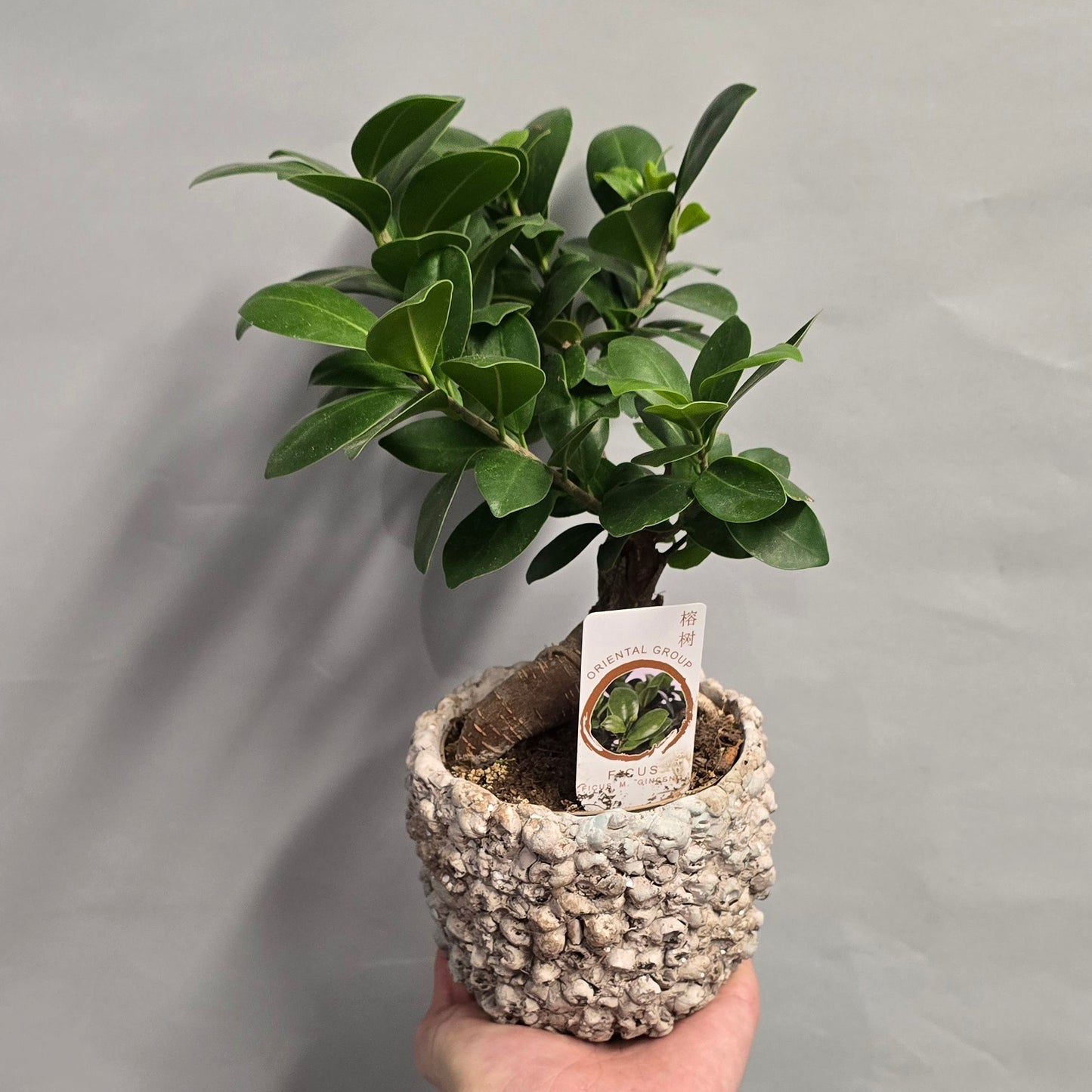 Ficus Ginseng Bonsai & Pot
