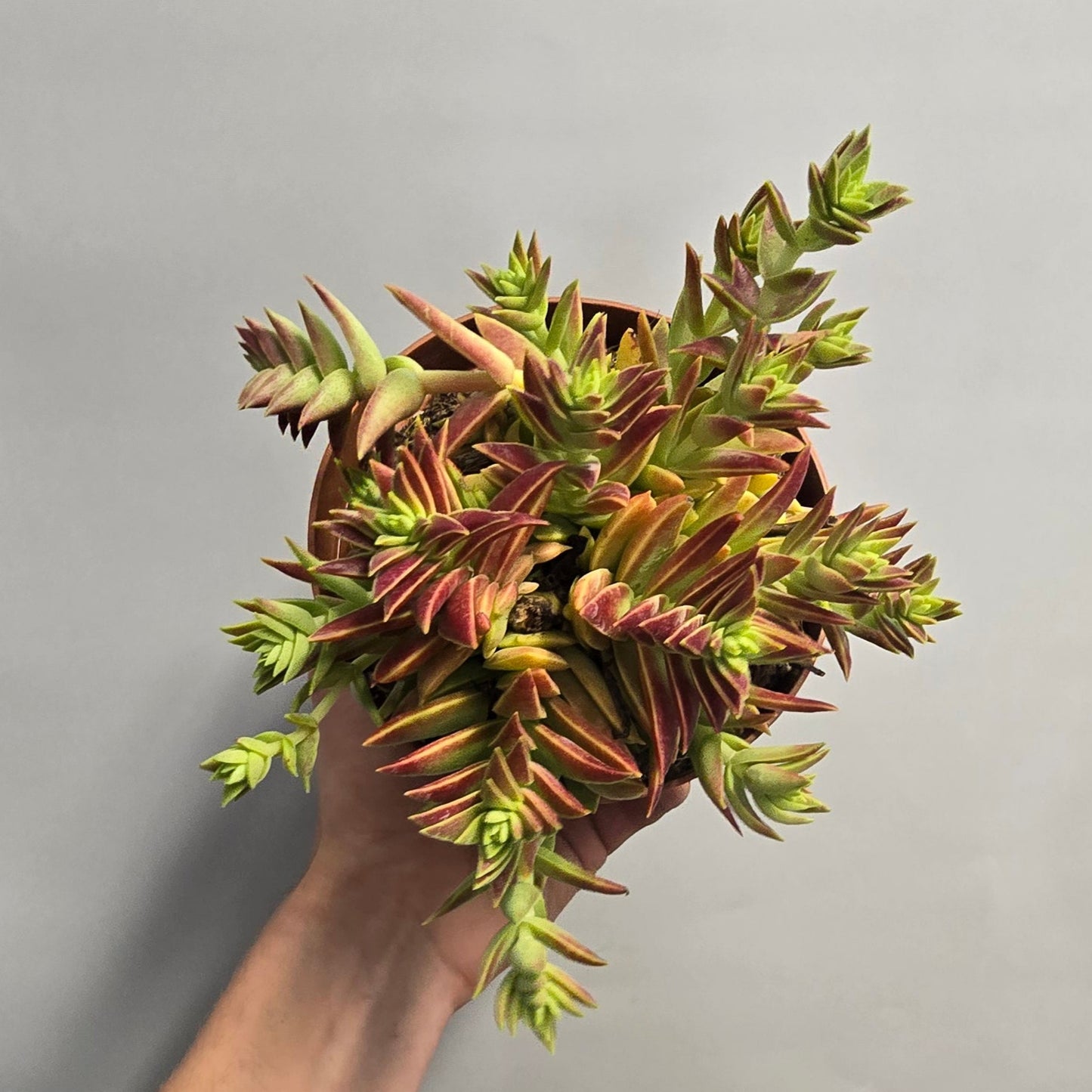Crassula Red Capitella