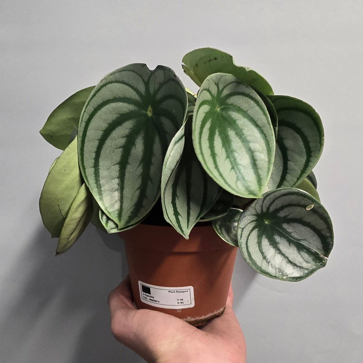 Peperomia Argyreia Watermelon - Rescue