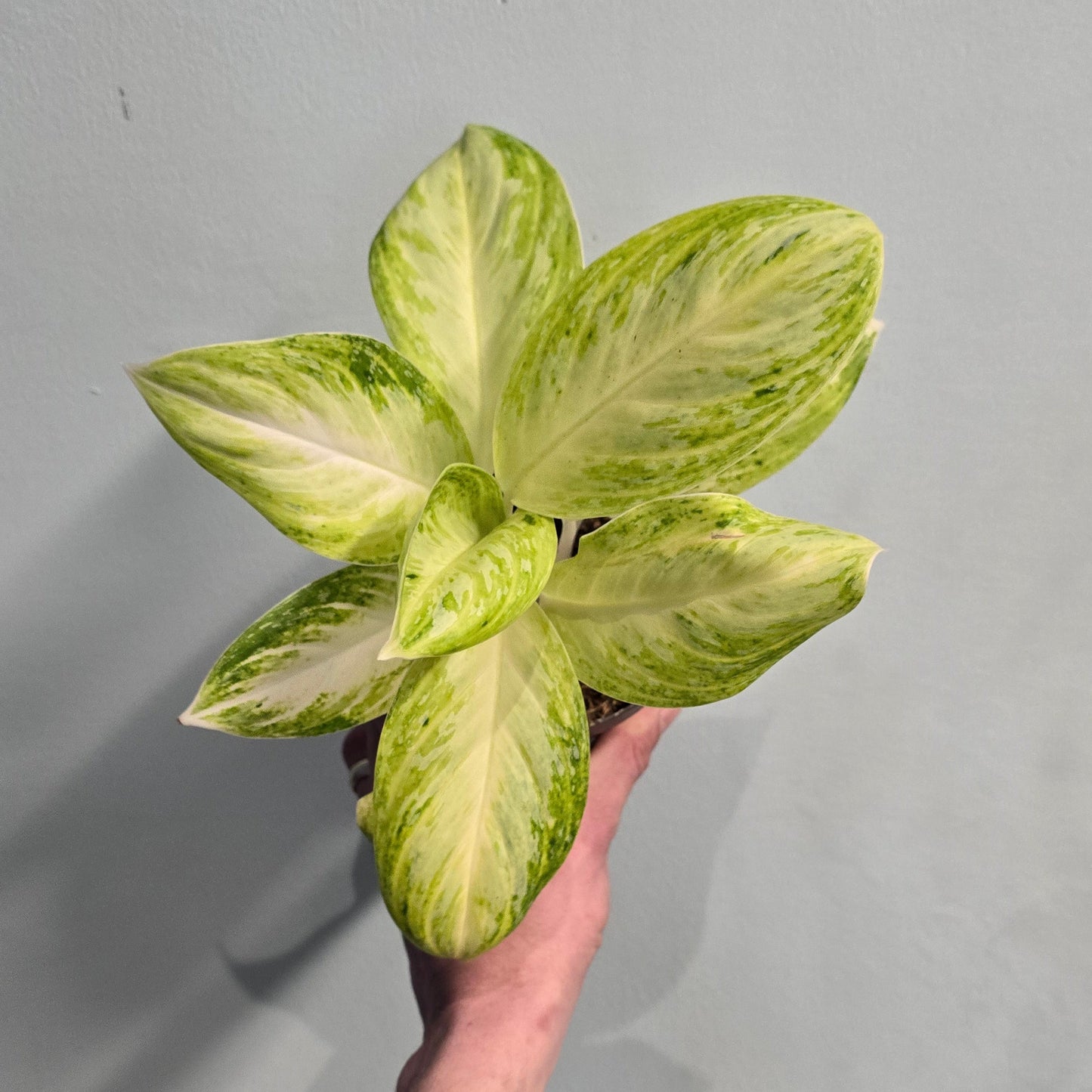 Aglaonema Citronelle