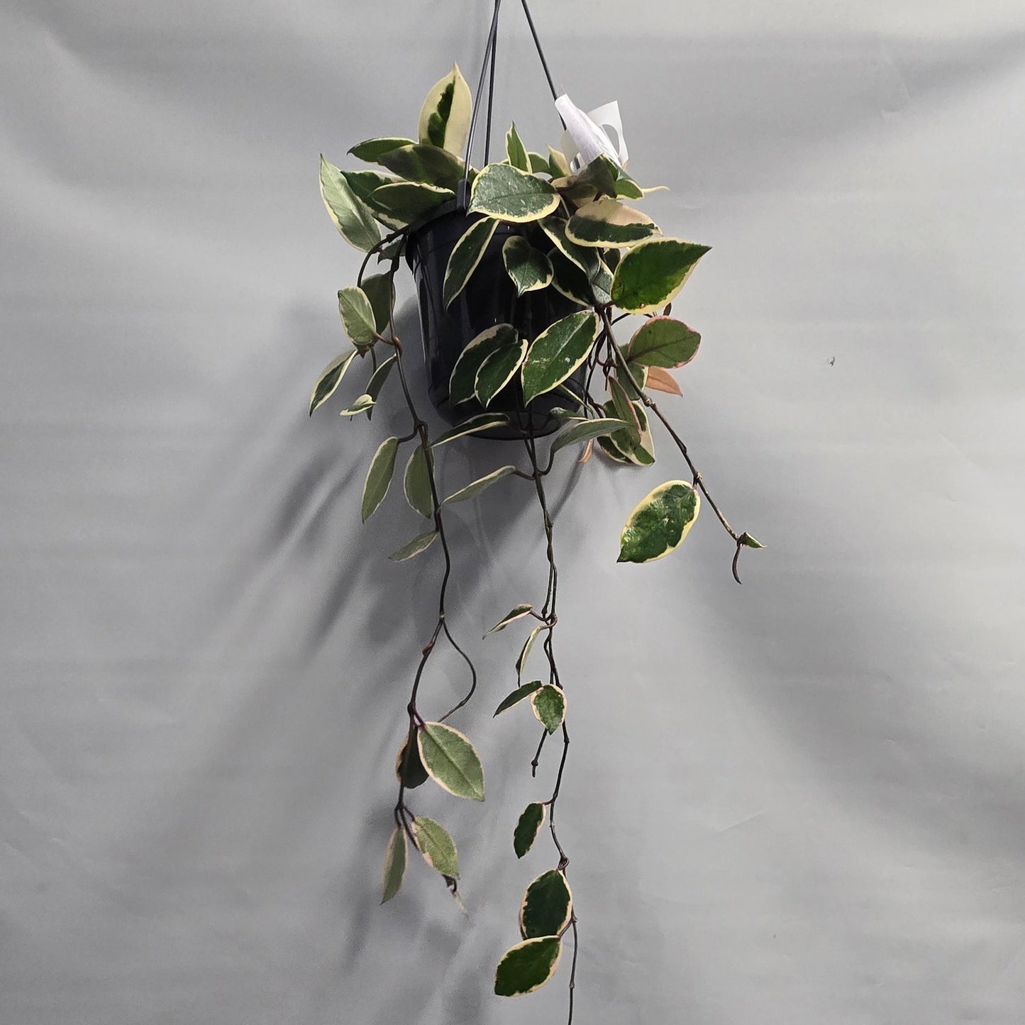 Hanging - Hoya Carnosa Flamingo Dream