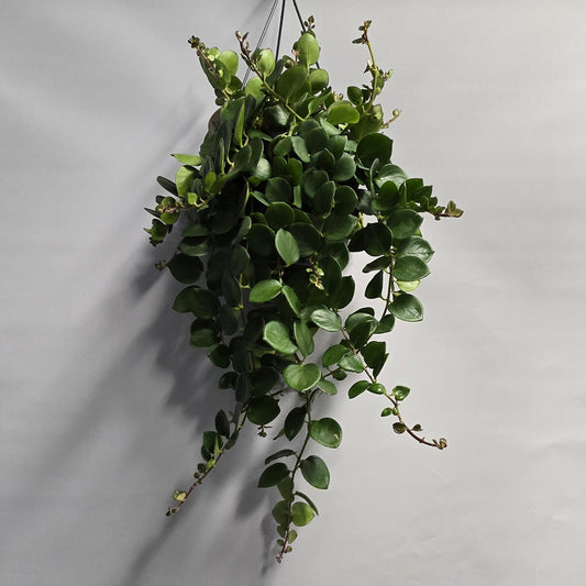 Hanging Lipstick Plant - Aeschynanthus Pink Polka
