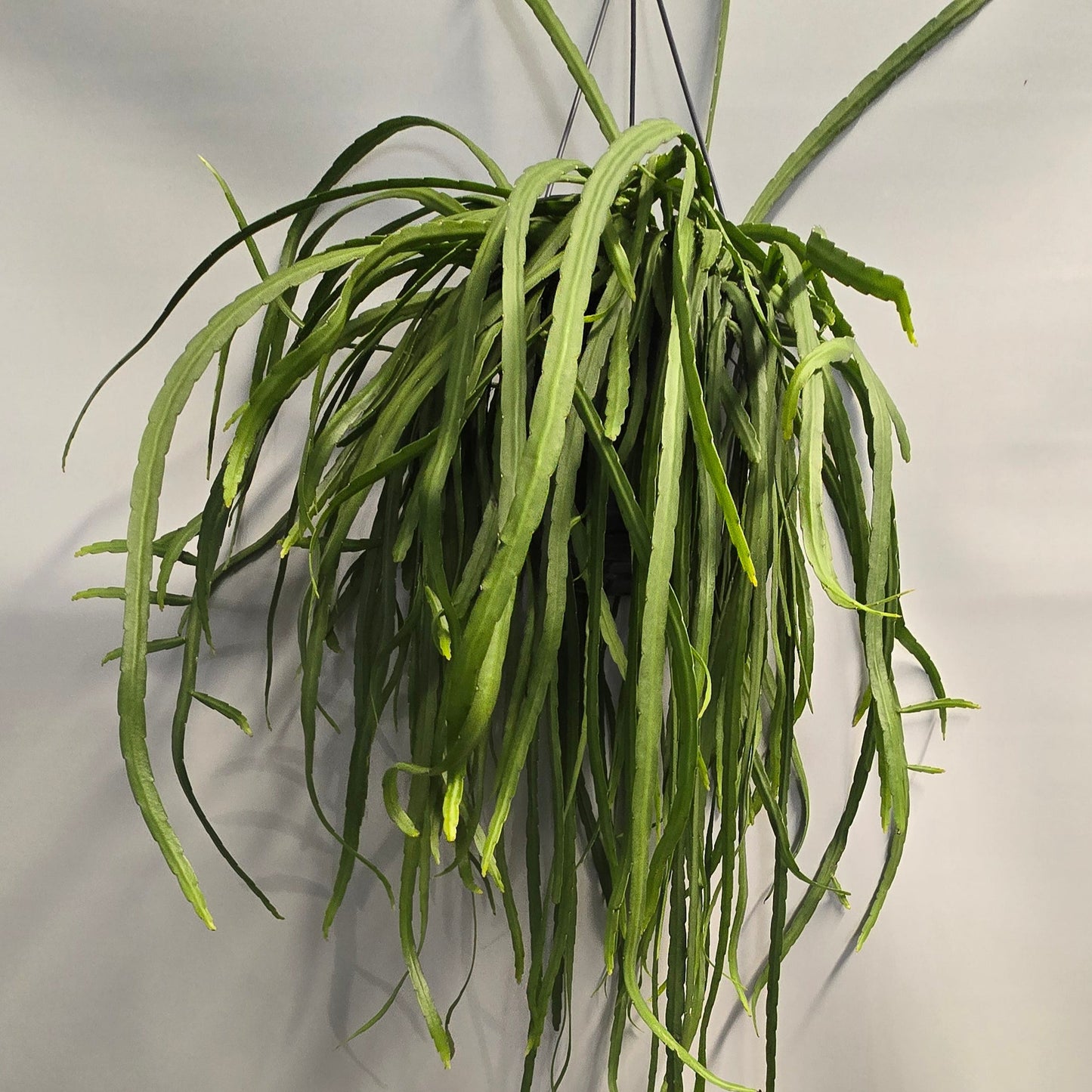 Hanging Rhipsalis - Lepismium Bolivianum