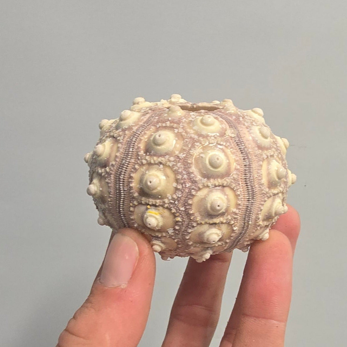 Urchin Shells - Mixed