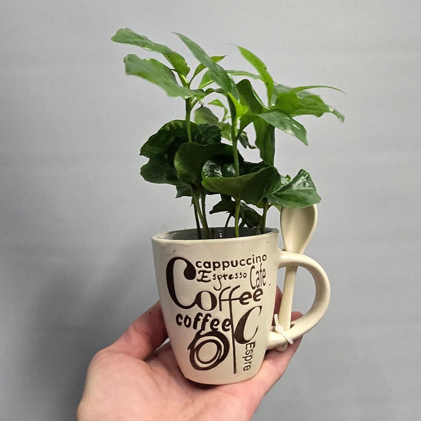 Coffee Plant & Mug