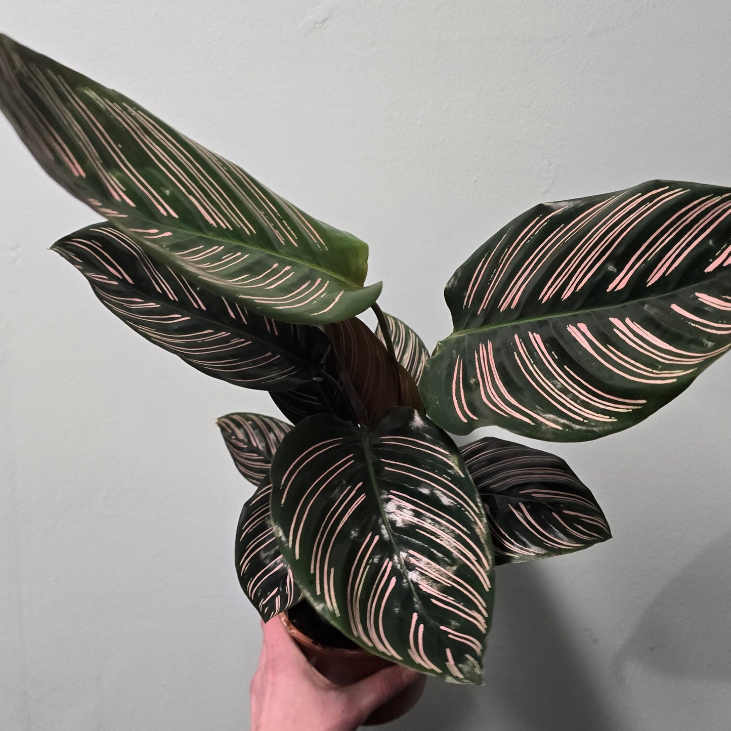 Pin - Stripe Calathea Pink