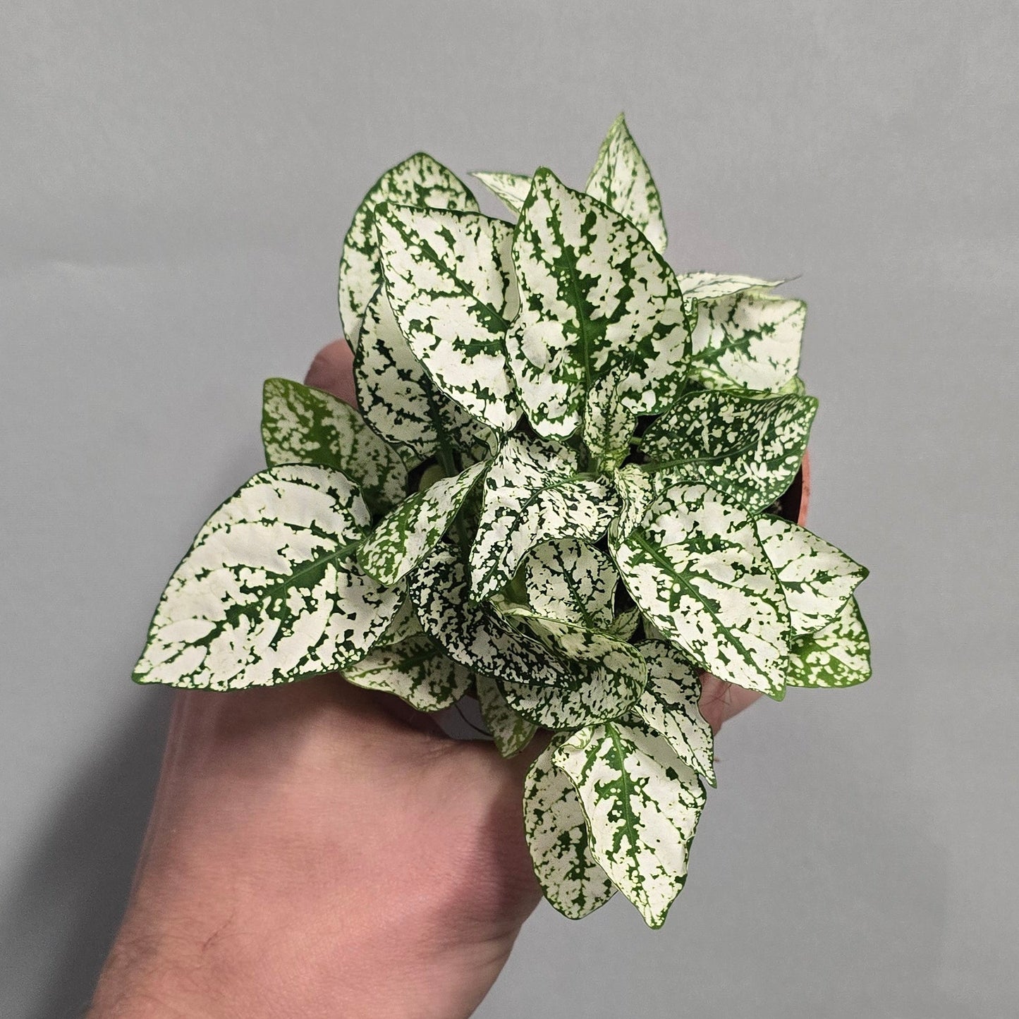 Polka Dot Plants Hypoestes - Mix